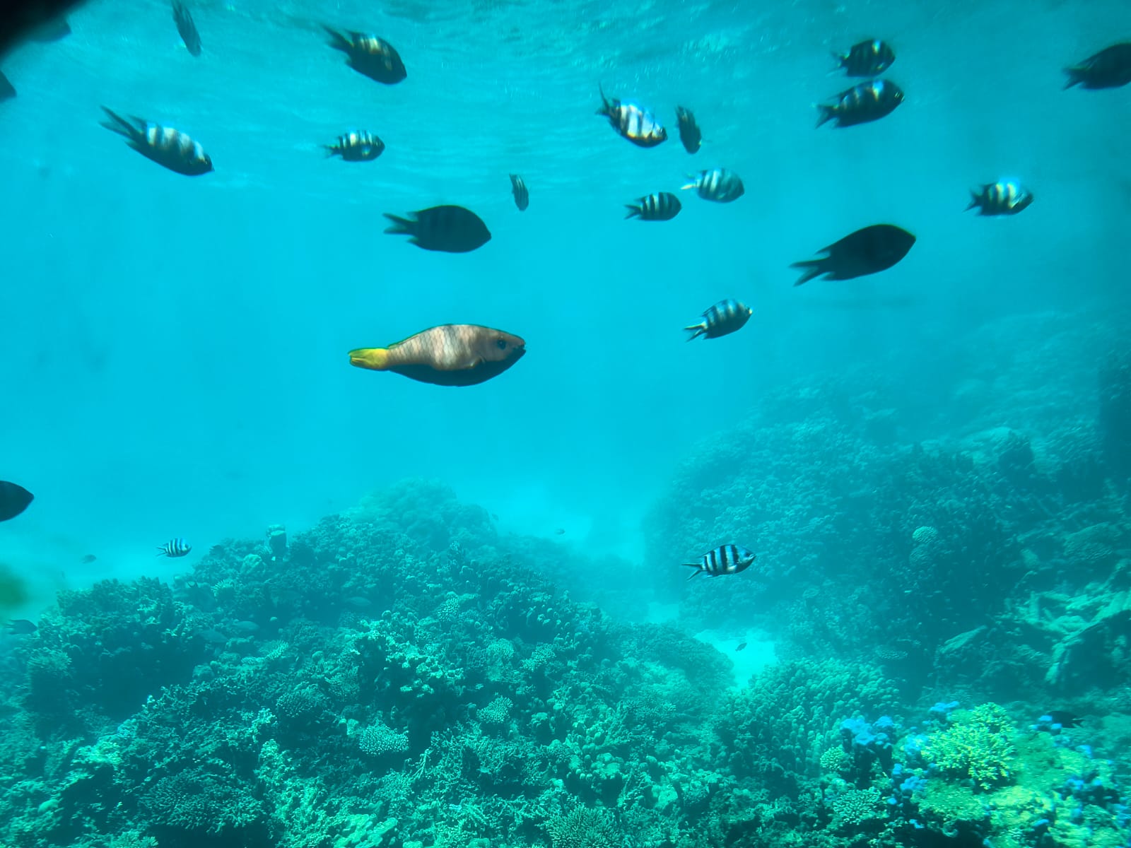 Paradise sumbarine (glass boat)